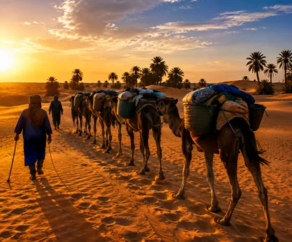 Camel caravan trekking through the Sahara Desert in Morocco at sunset